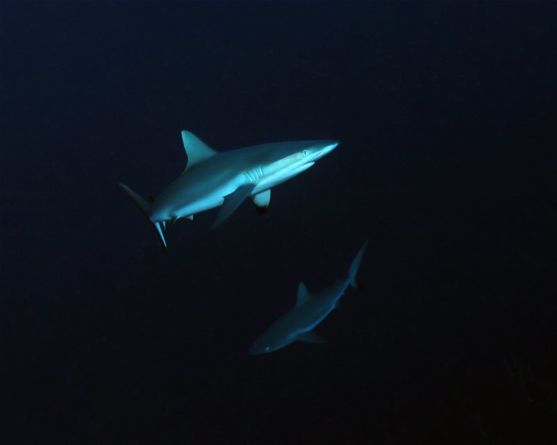 Divesite Image