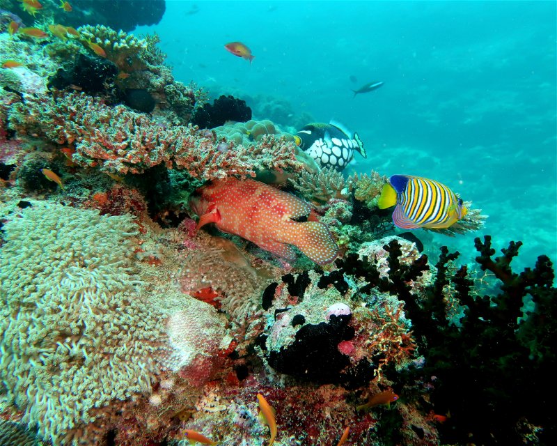 Divesite Image