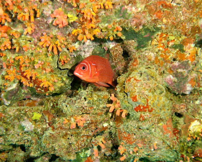 Divesite Image