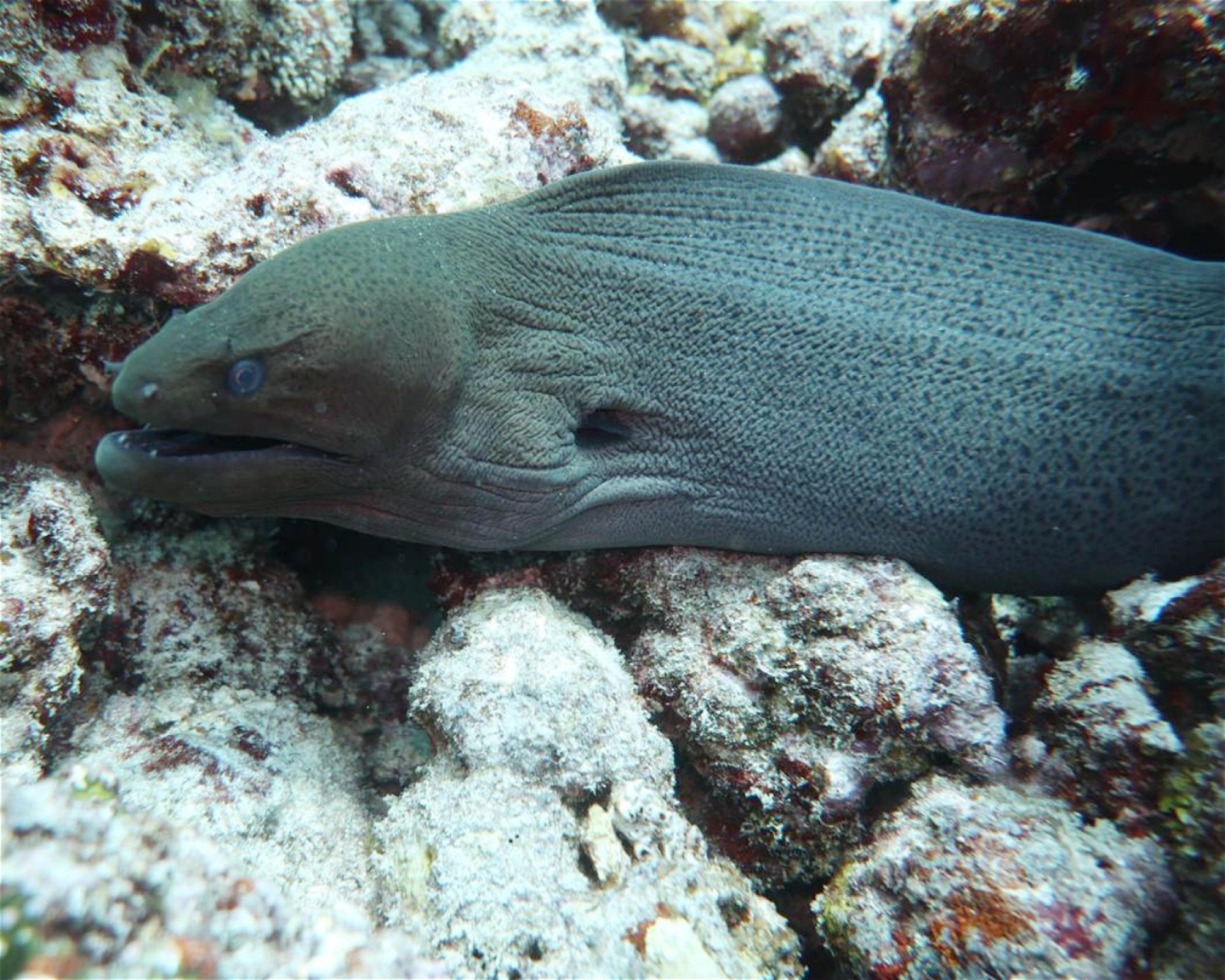 DivePoint Meedhupparu, 960 Meedhupparu