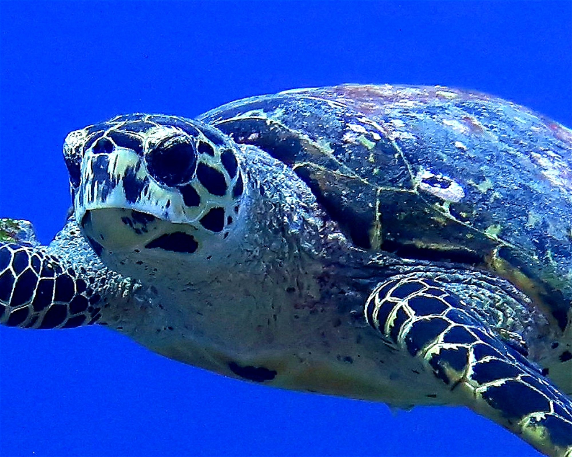 DivePoint Meedhupparu, 960 Meedhupparu