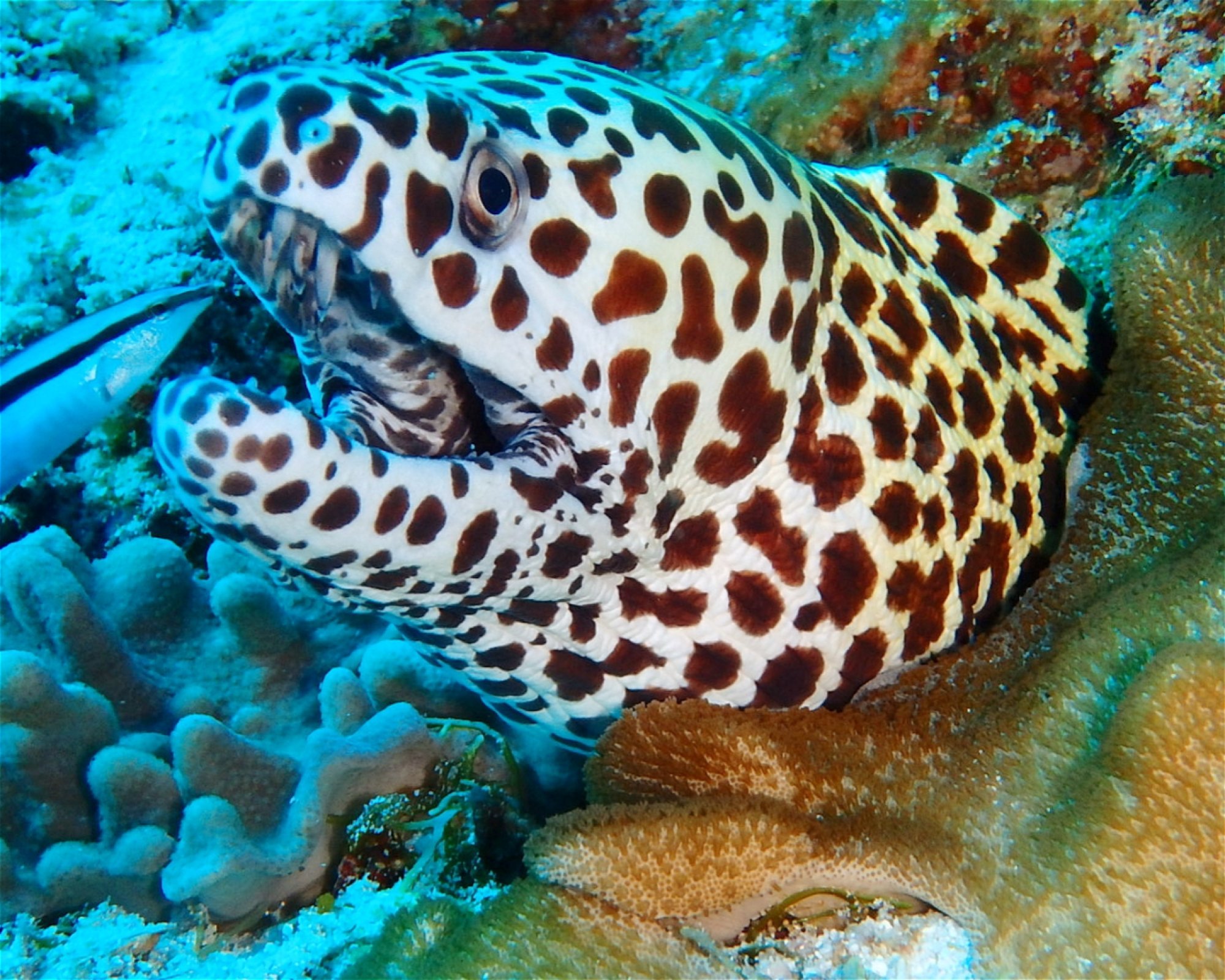 DivePoint Meedhupparu, 960 Meedhupparu