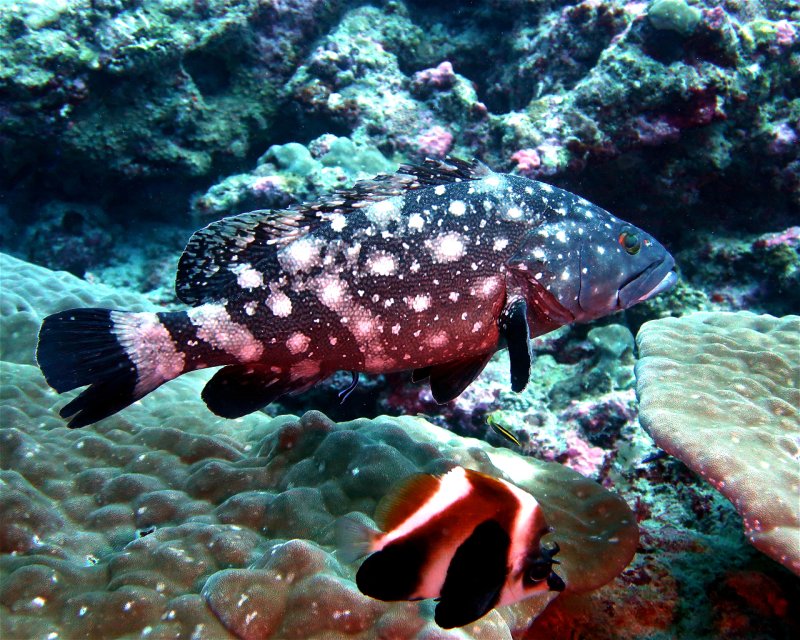 Divesite Image