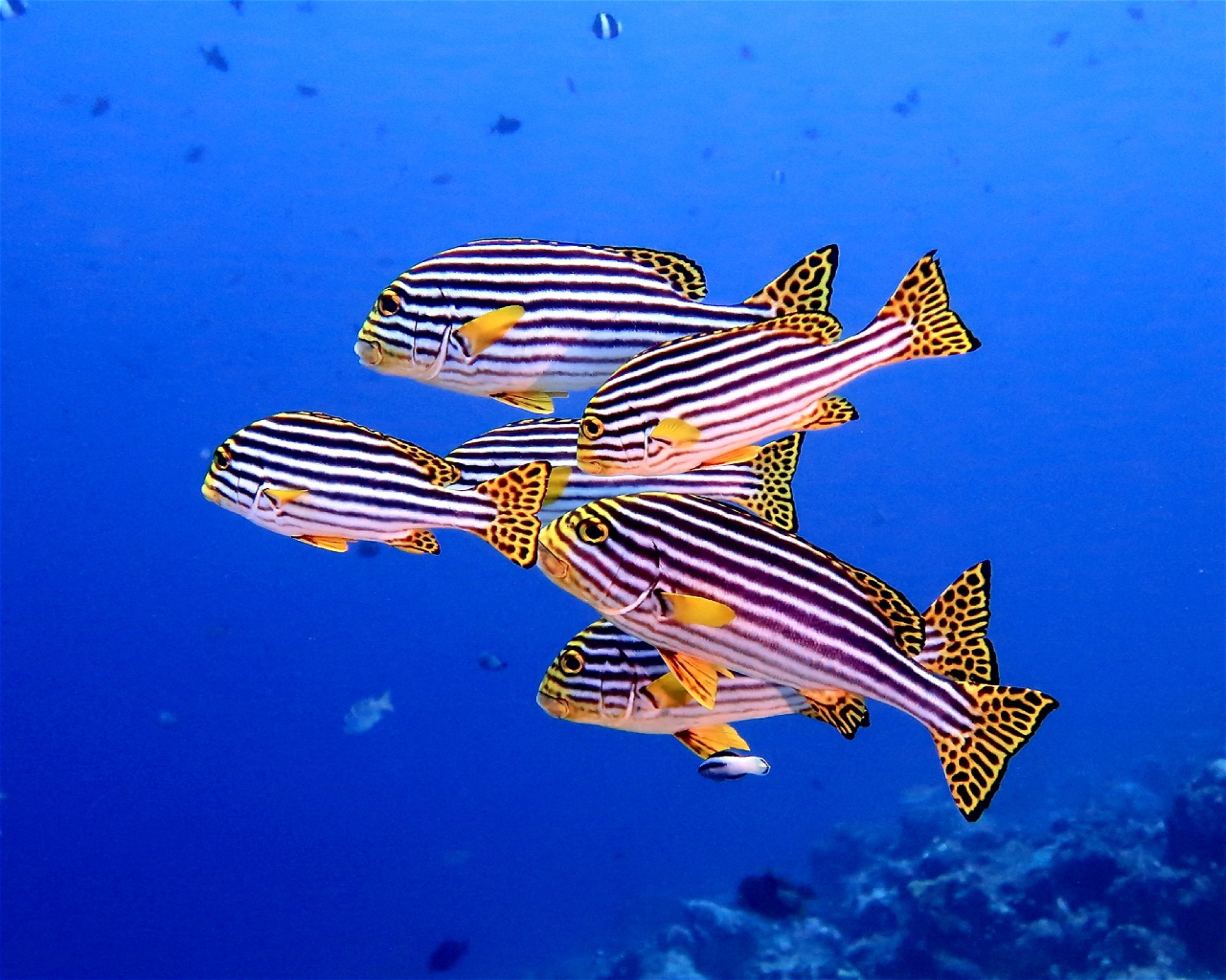 DivePoint Meedhupparu, 960 Meedhupparu