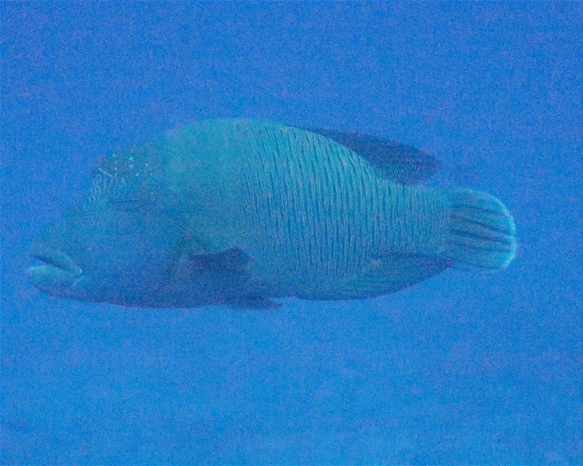 DivePoint Meedhupparu, 960 Meedhupparu