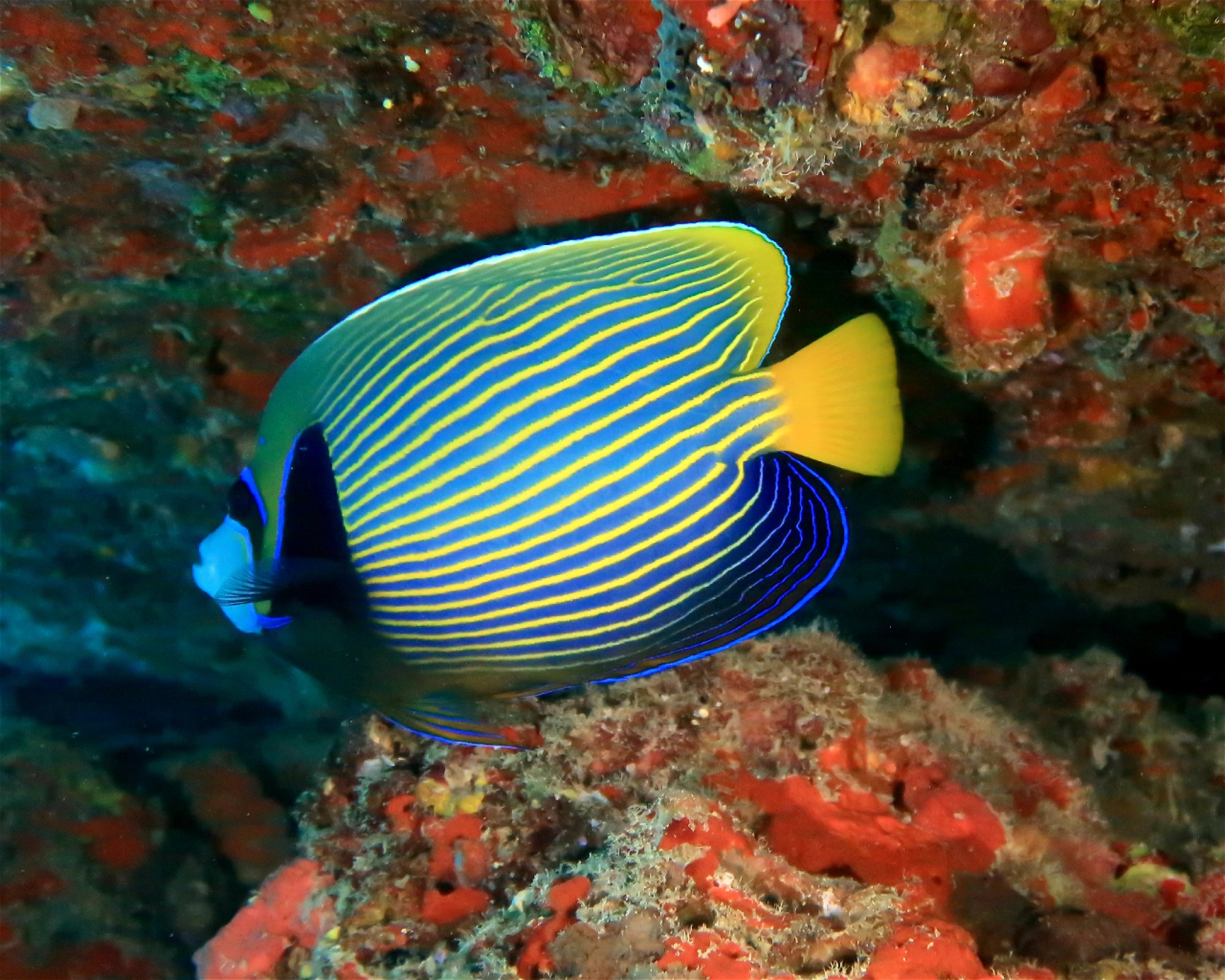 DivePoint Meedhupparu, 960 Meedhupparu