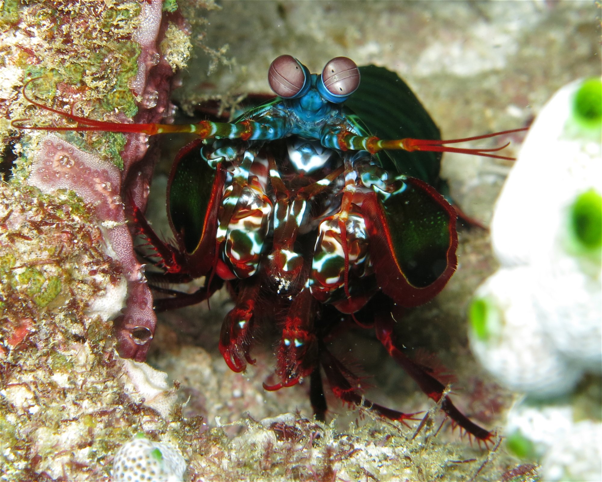 DivePoint Meedhupparu, 960 Meedhupparu
