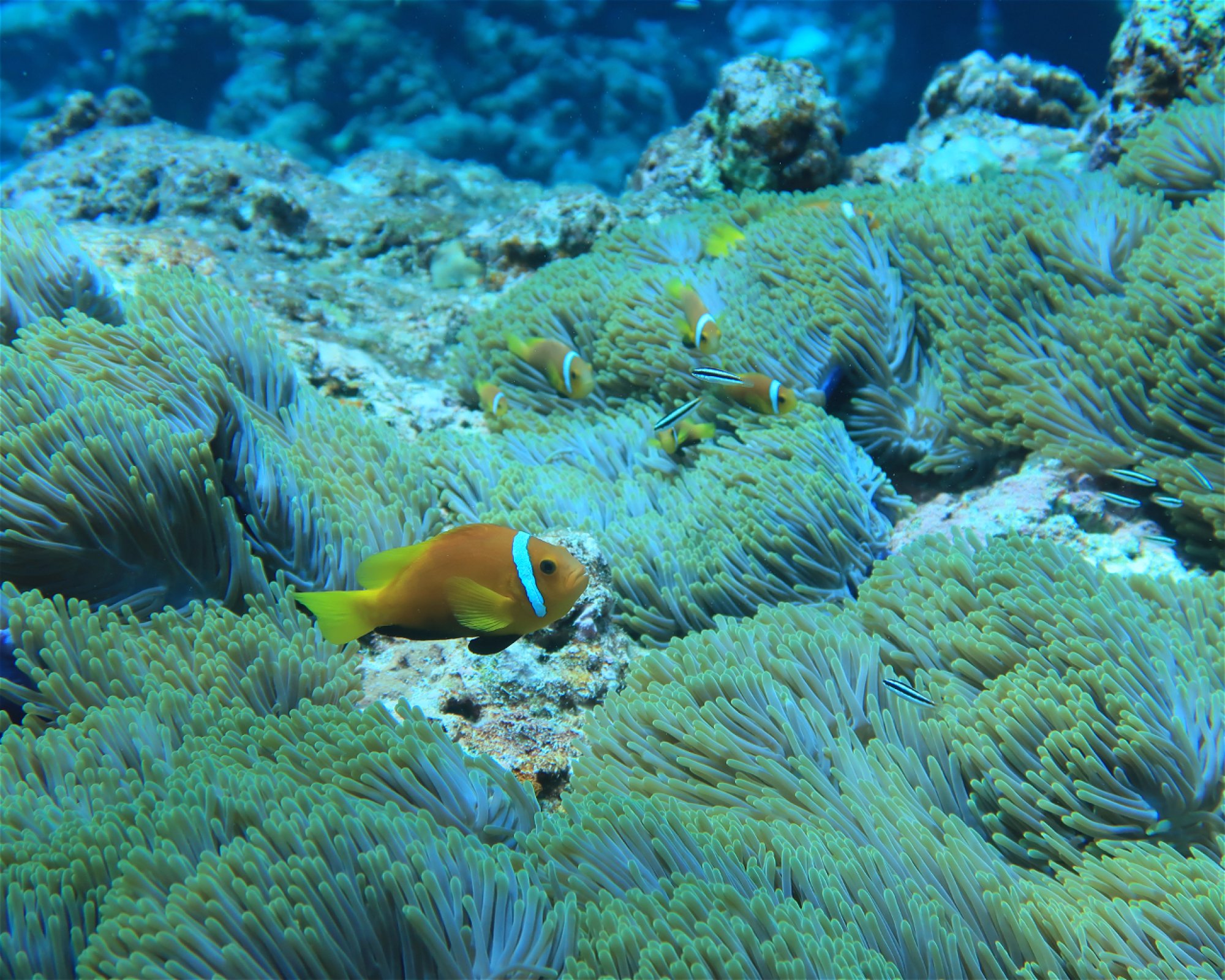 DivePoint Meedhupparu, 960 Meedhupparu