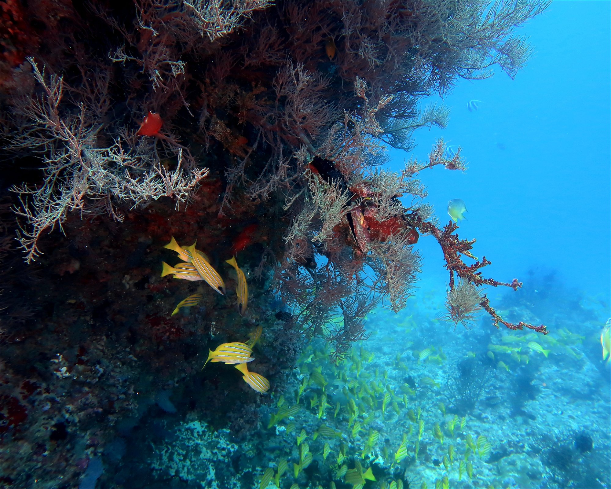 DivePoint Meedhupparu, 960 Meedhupparu