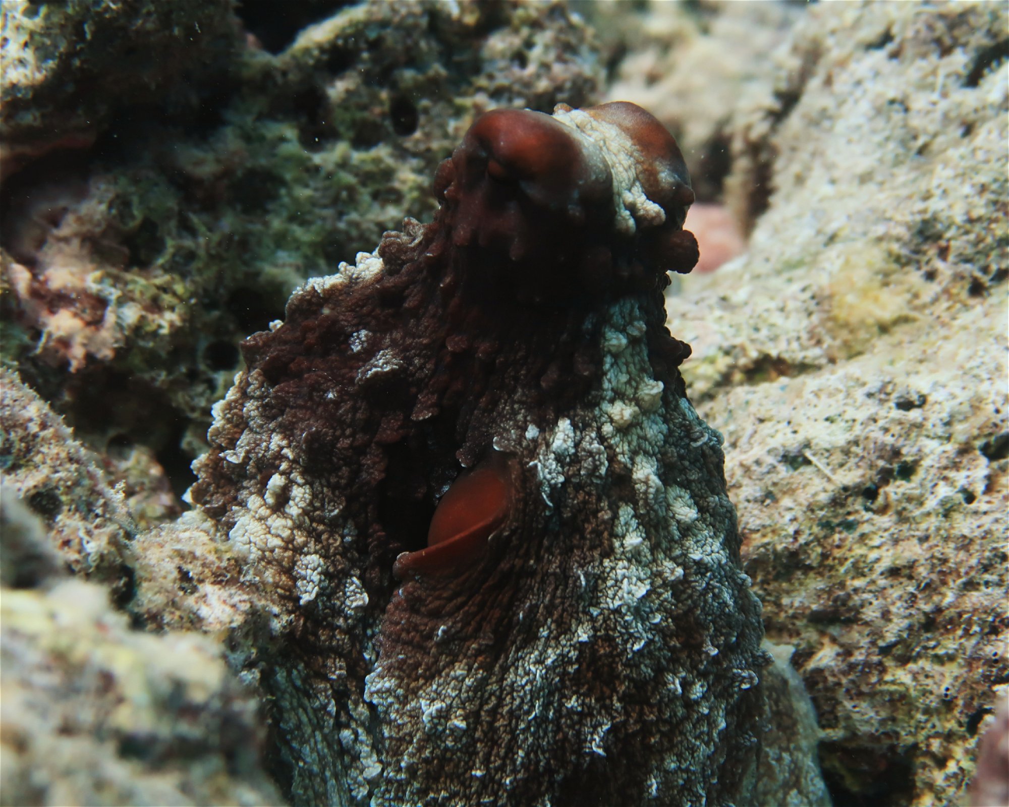 DivePoint Meedhupparu, 960 Meedhupparu