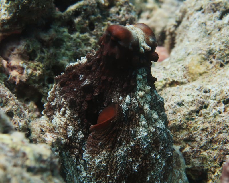 Divesite Image