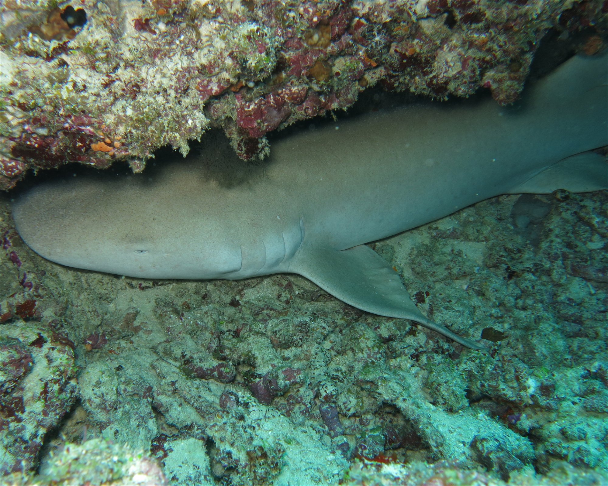 DivePoint Meedhupparu, 960 Meedhupparu