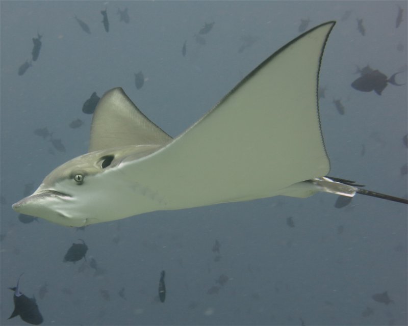 Divesite Image