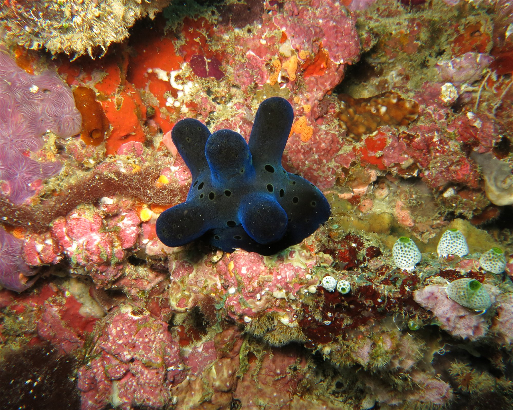 DivePoint Meedhupparu, 960 Meedhupparu