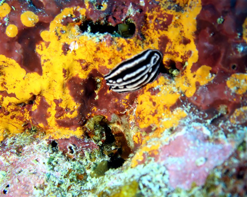 Divesite Image