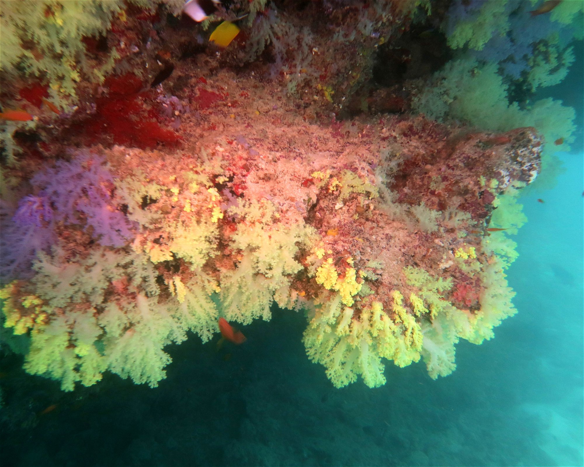 DivePoint Meedhupparu, 960 Meedhupparu