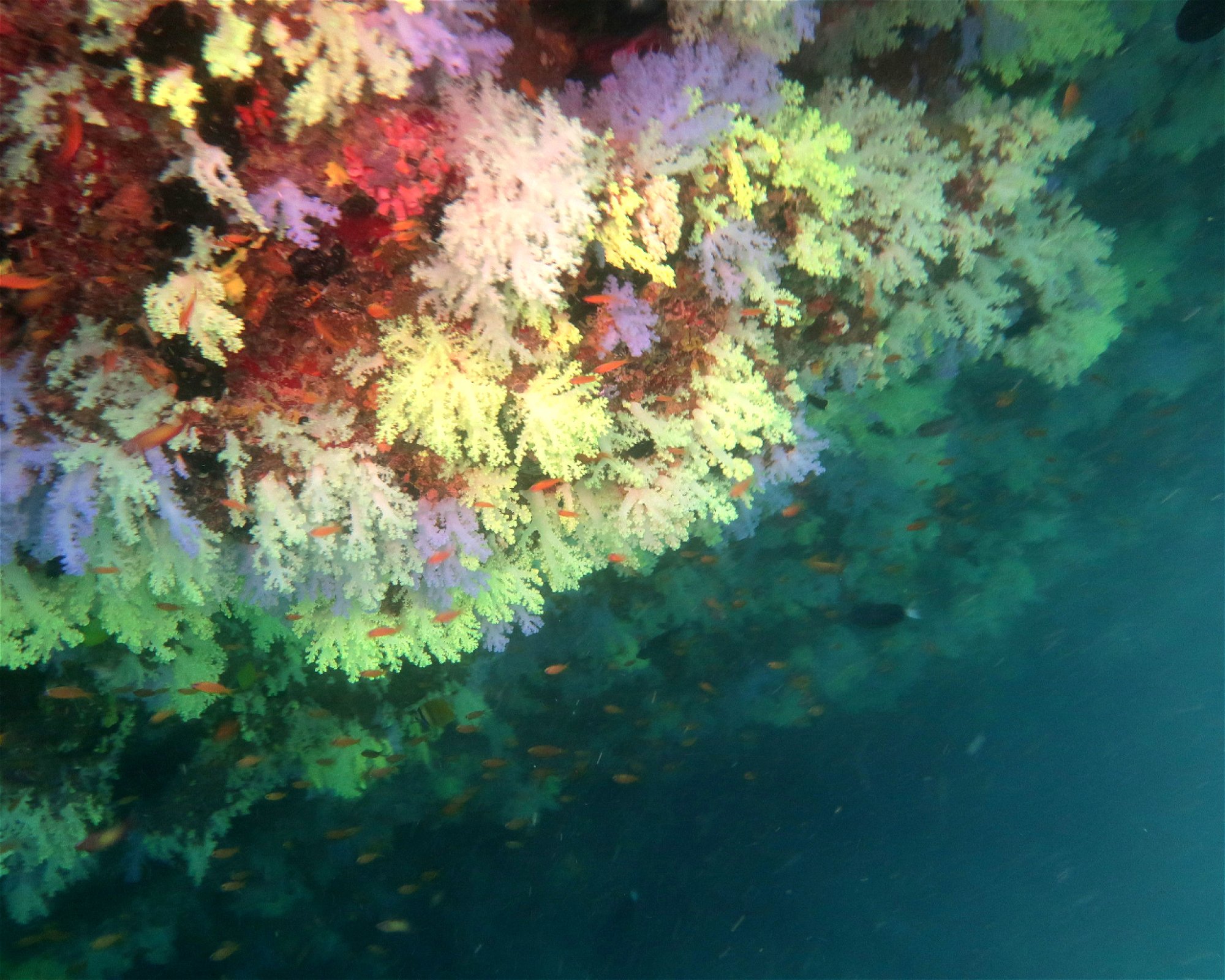 DivePoint Meedhupparu, 960 Meedhupparu