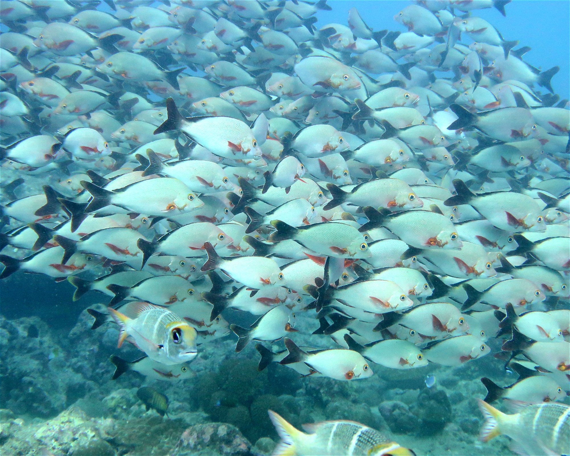 DivePoint Meedhupparu, 960 Meedhupparu