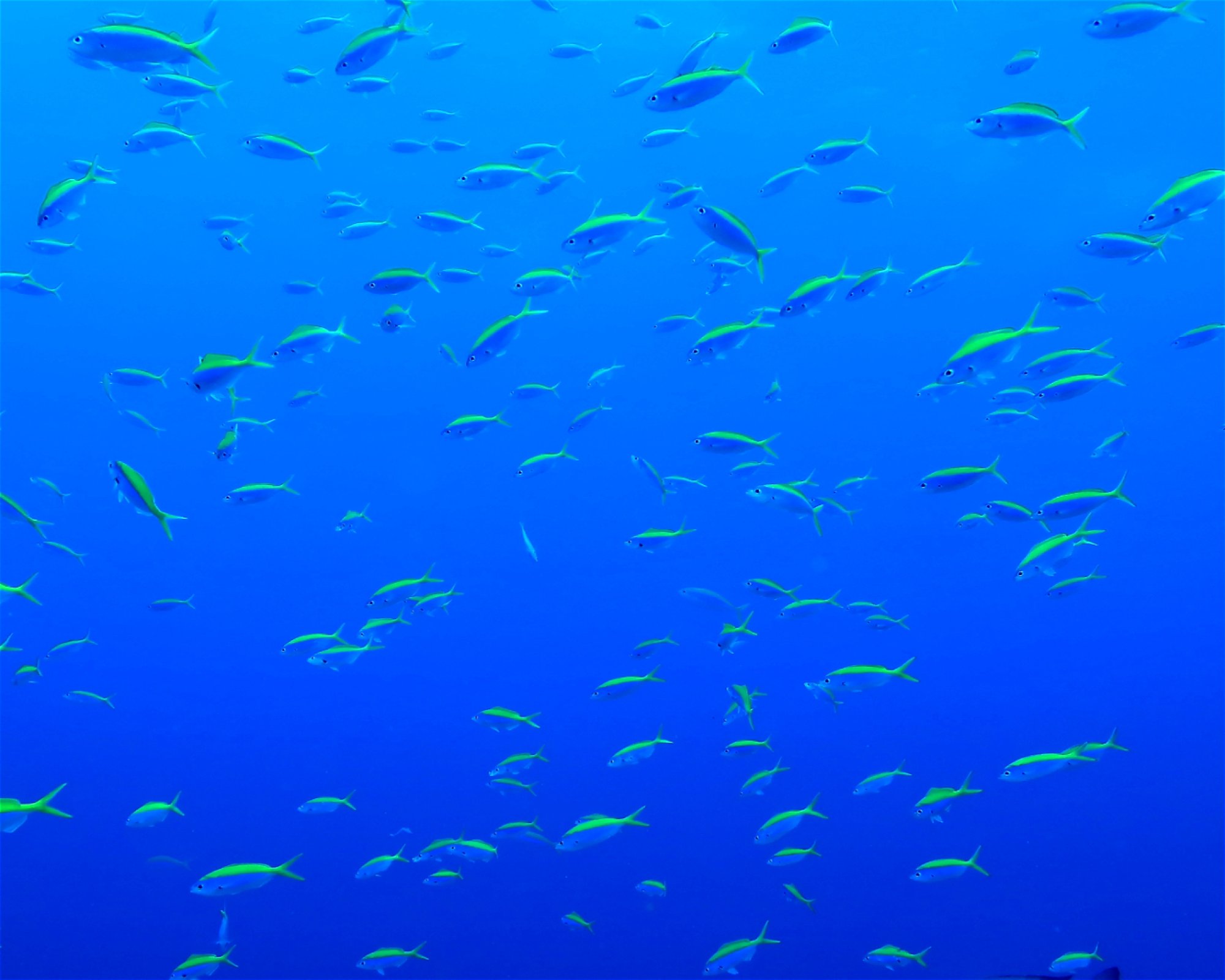 DivePoint Meedhupparu, 960 Meedhupparu