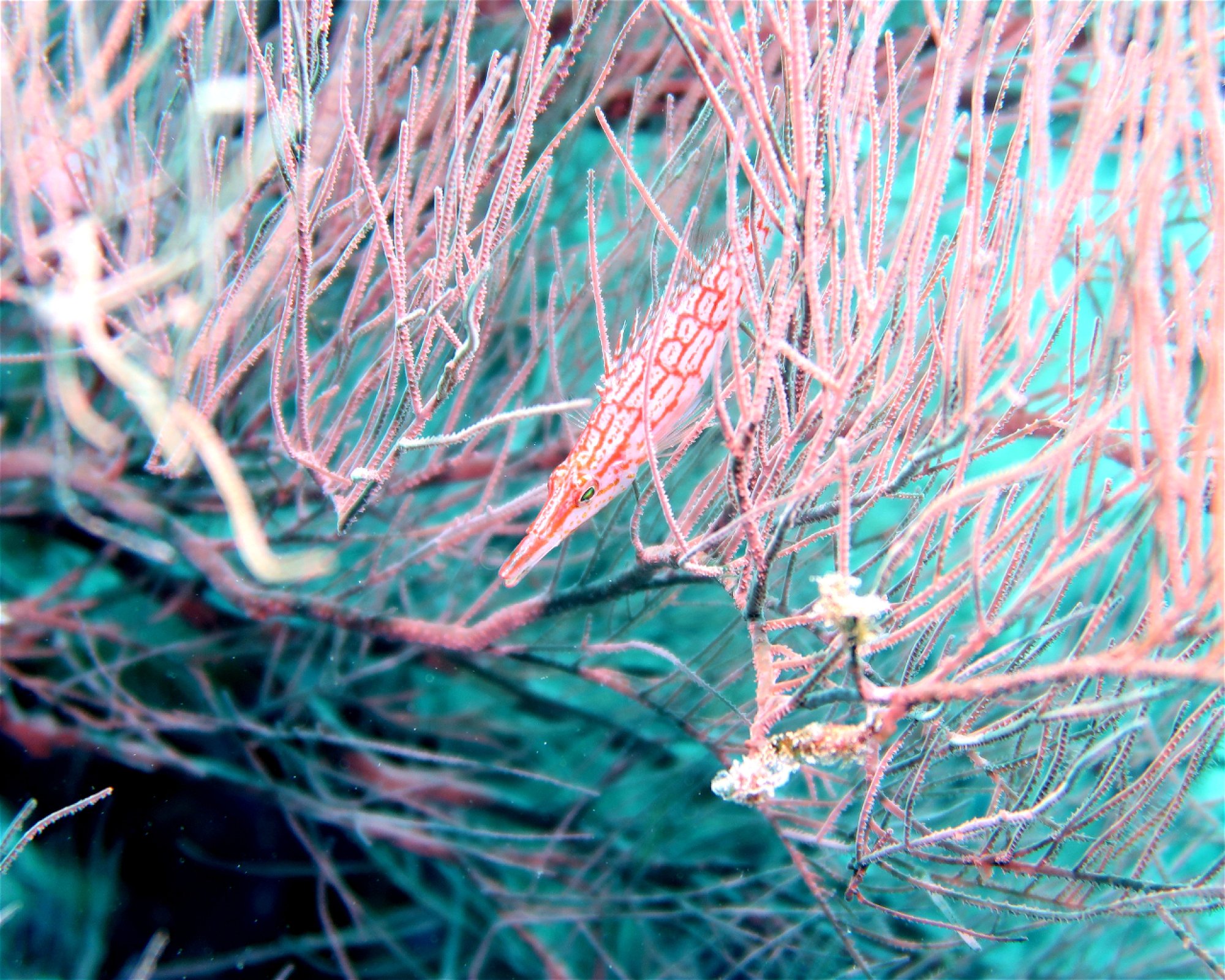 DivePoint Meedhupparu, 960 Meedhupparu