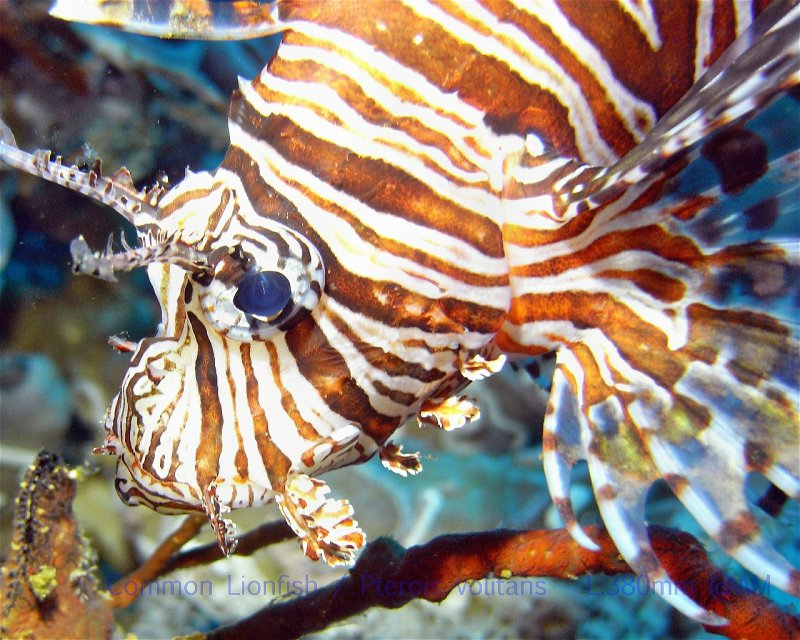 Divesite Image