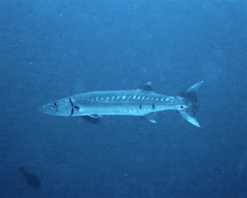 Divesite Image