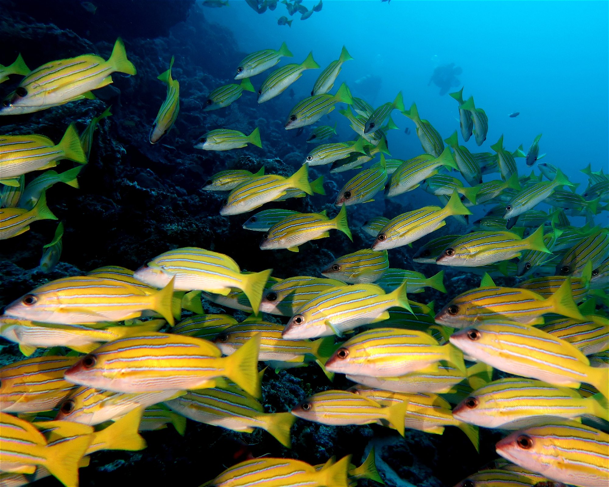 DivePoint Meedhupparu, 960 Meedhupparu