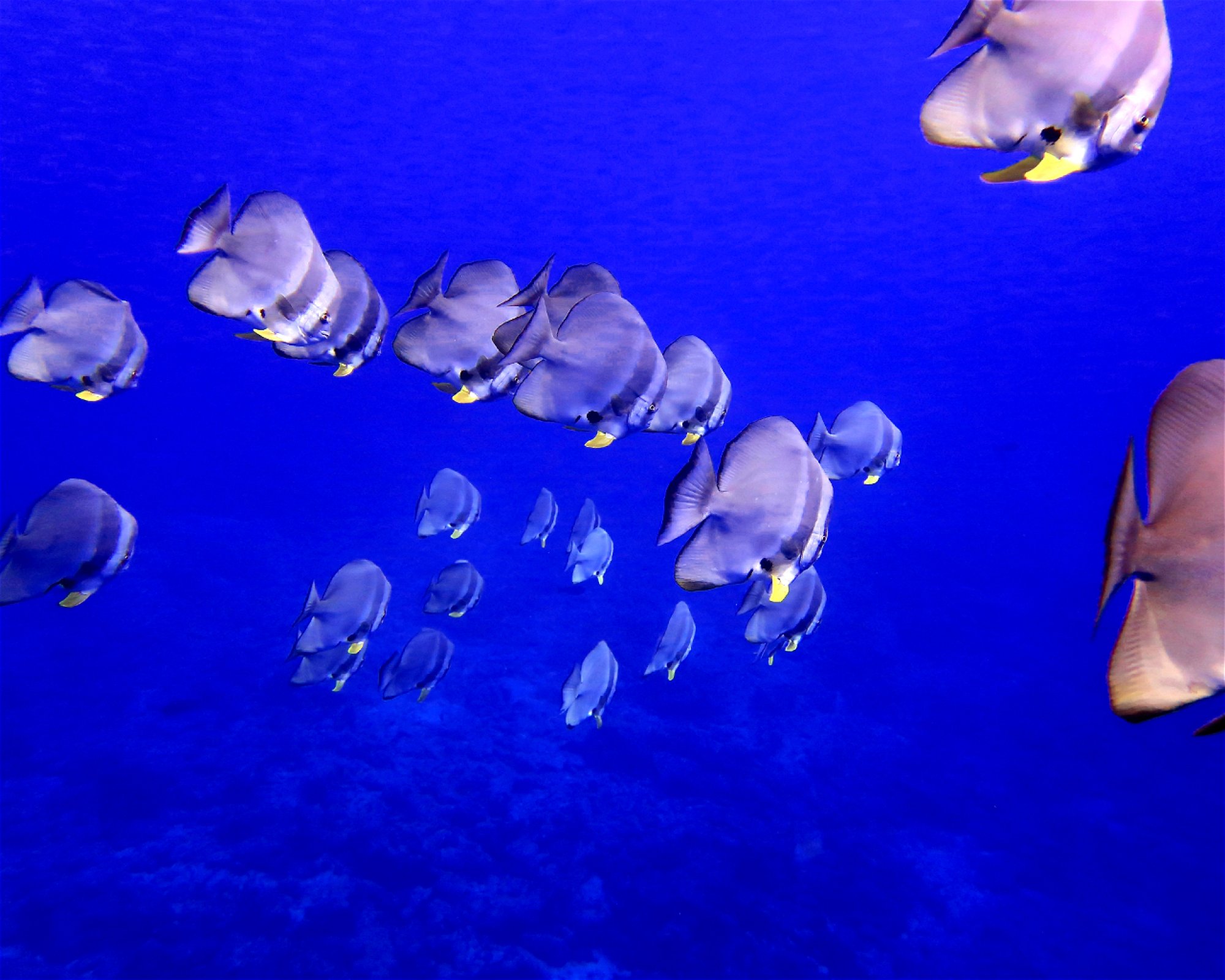 DivePoint Meedhupparu, 960 Meedhupparu