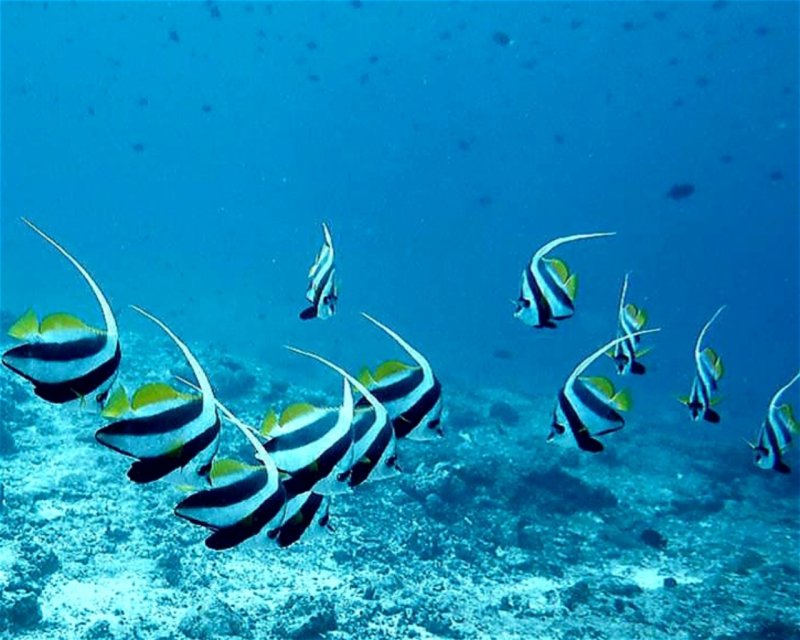 Divesite Image
