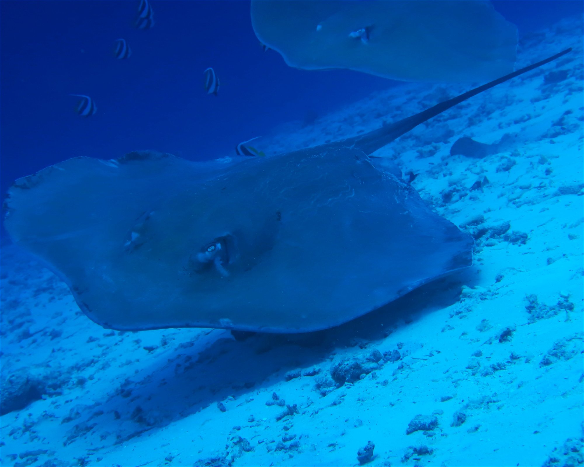 DivePoint Meedhupparu, 960 Meedhupparu