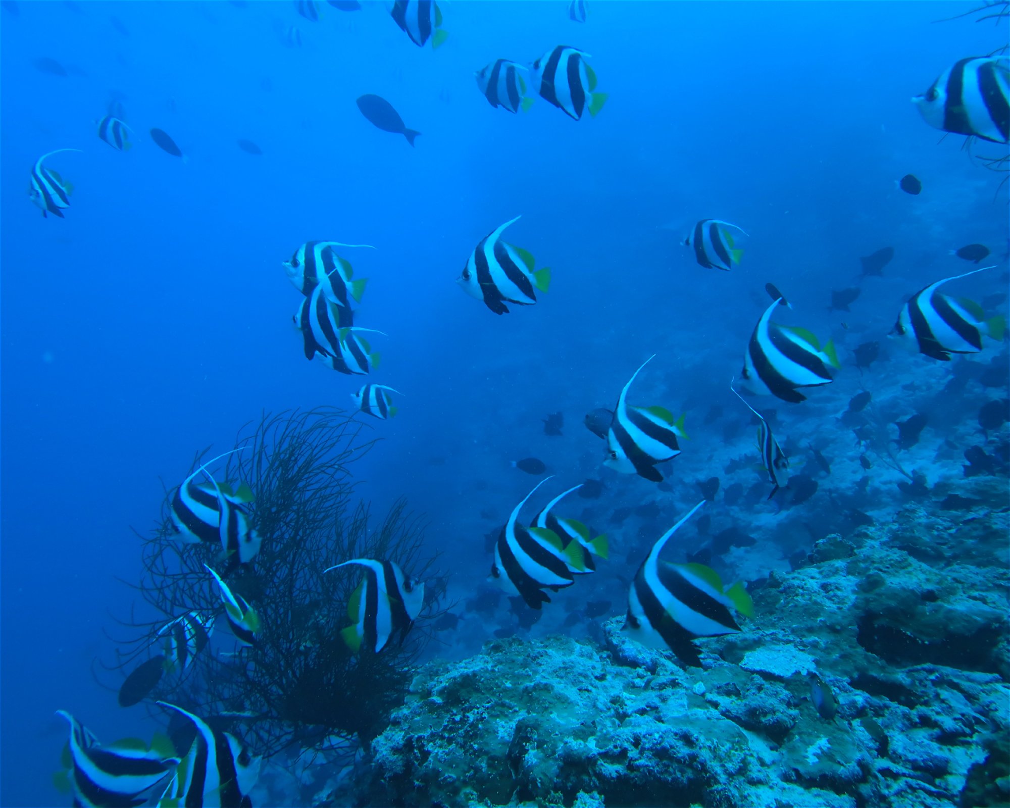 DivePoint Meedhupparu, 960 Meedhupparu