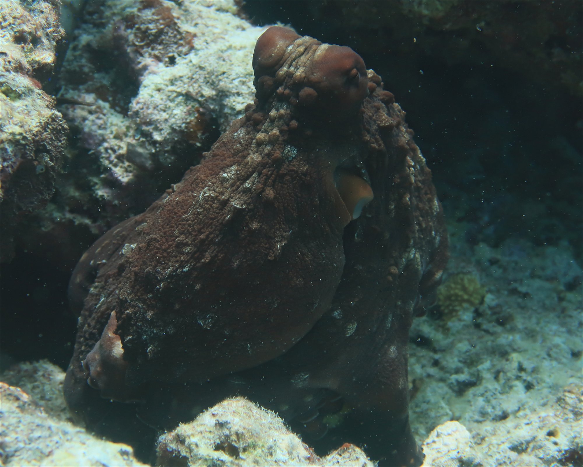 DivePoint Meedhupparu, 960 Meedhupparu