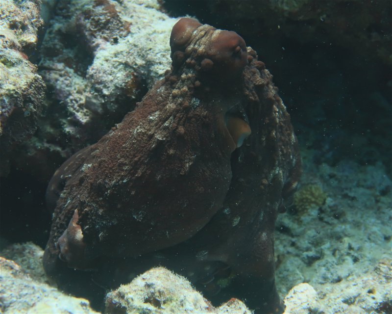 Divesite Image