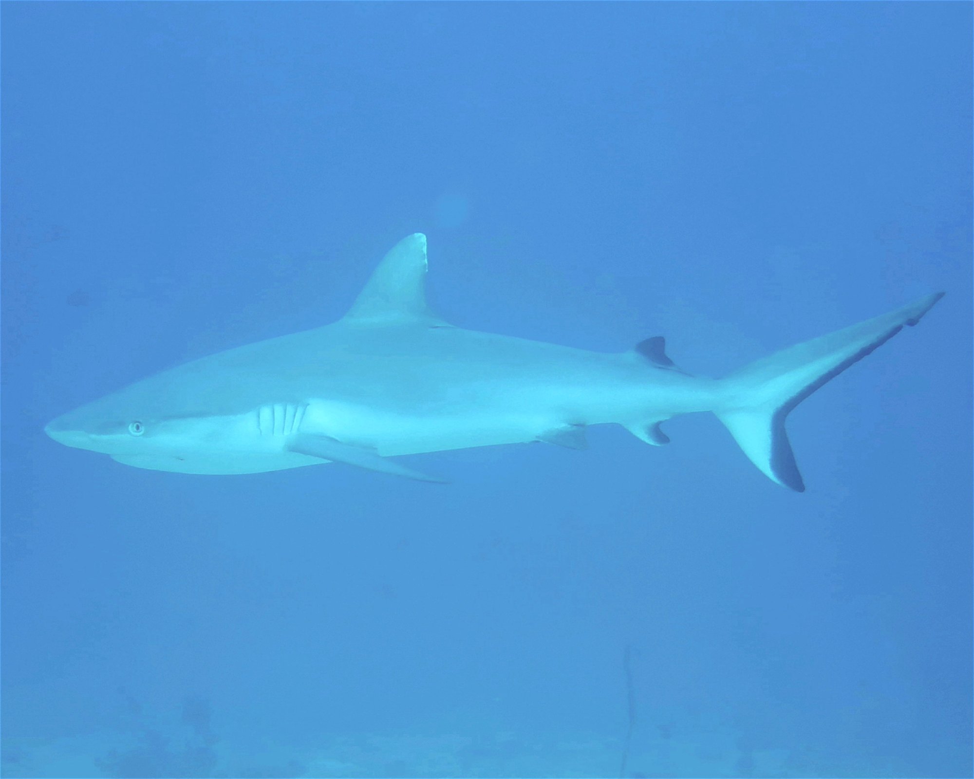 DivePoint Meedhupparu, 960 Meedhupparu