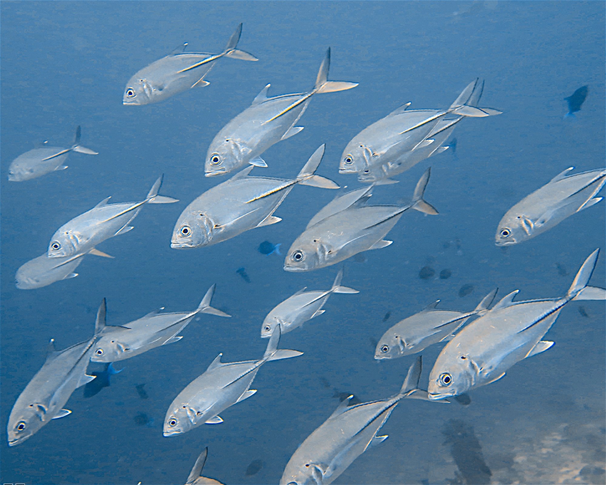 DivePoint Meedhupparu, 960 Meedhupparu