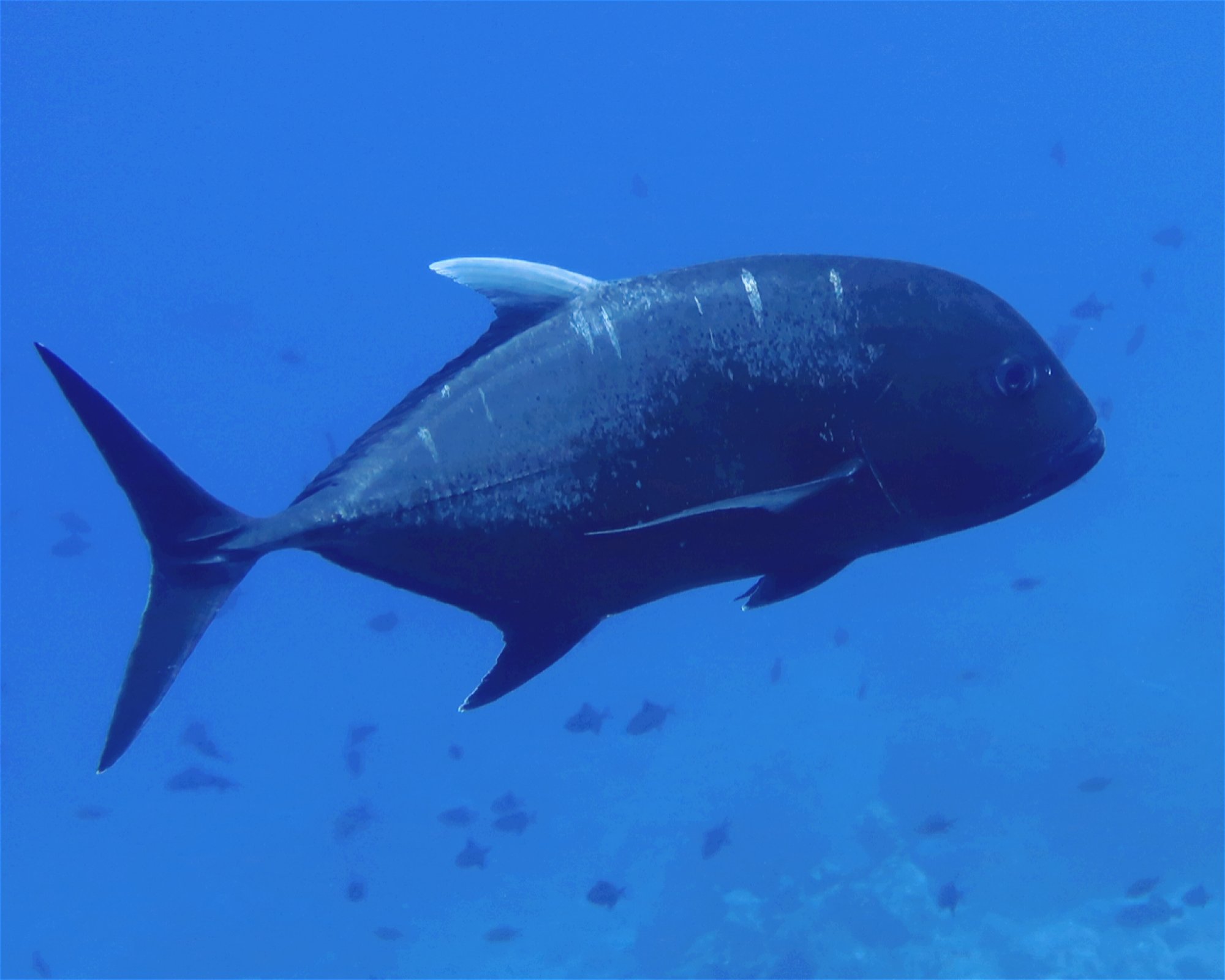 DivePoint Meedhupparu, 960 Meedhupparu