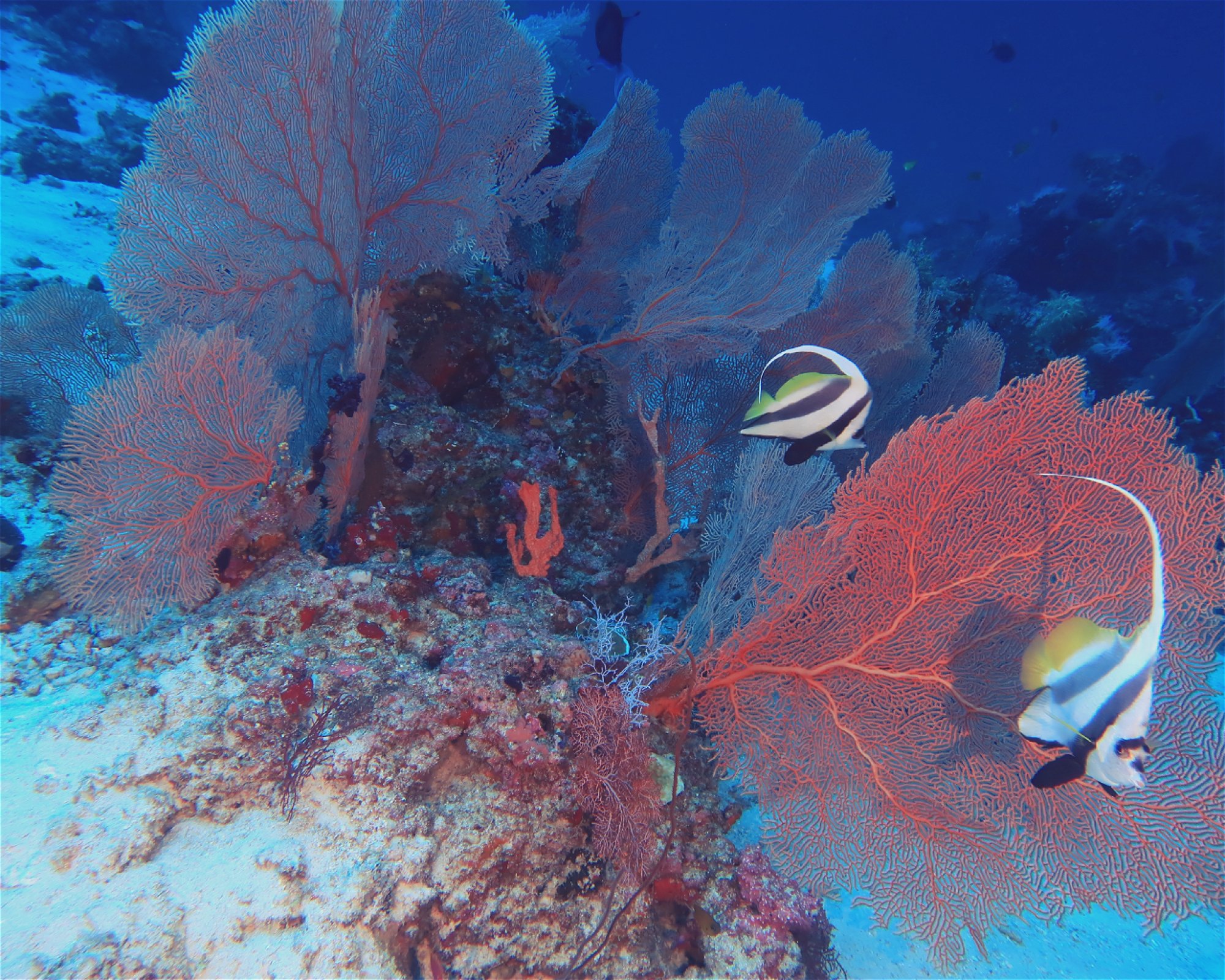 DivePoint Meedhupparu, 960 Meedhupparu