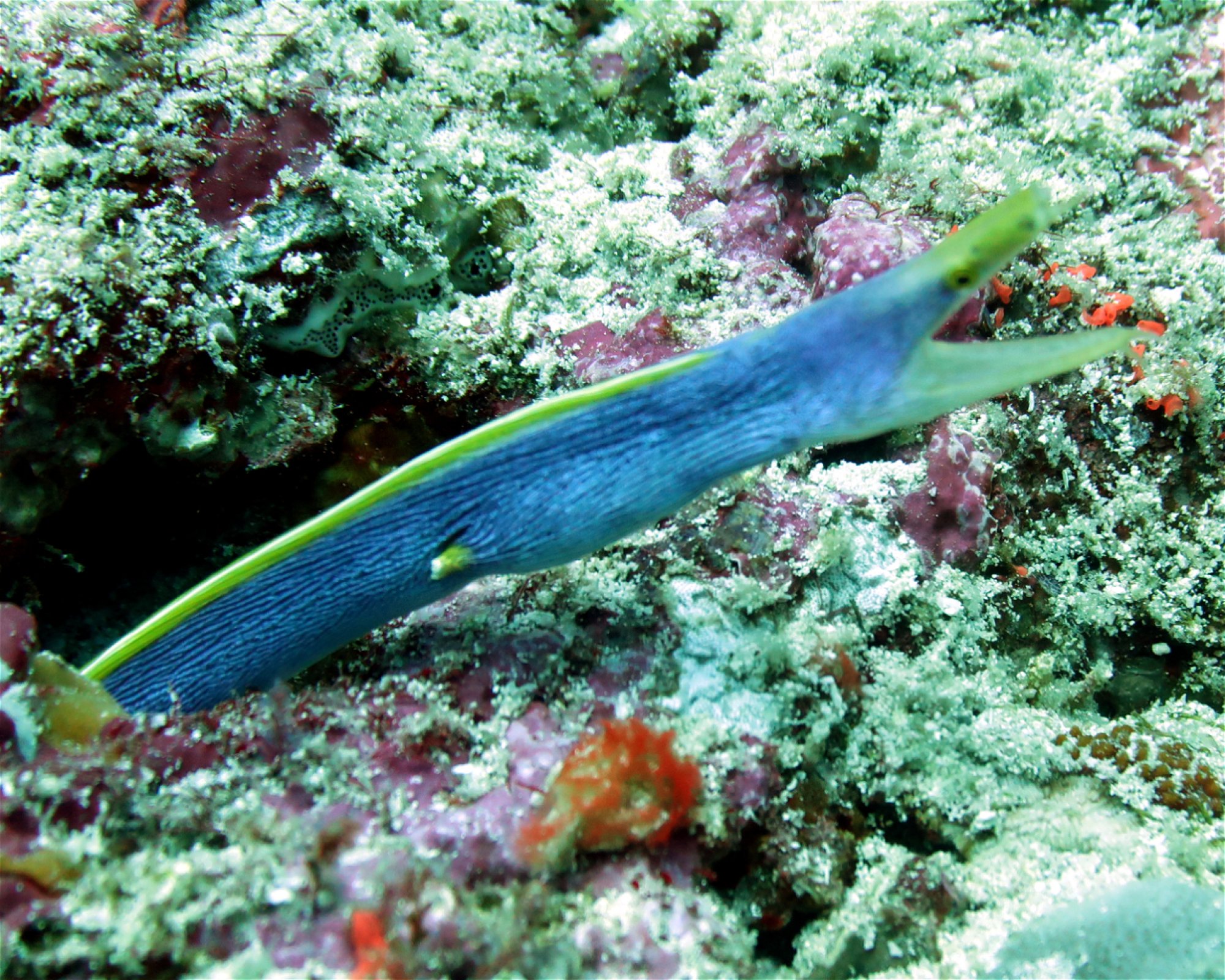 DivePoint Meedhupparu, 960 Meedhupparu