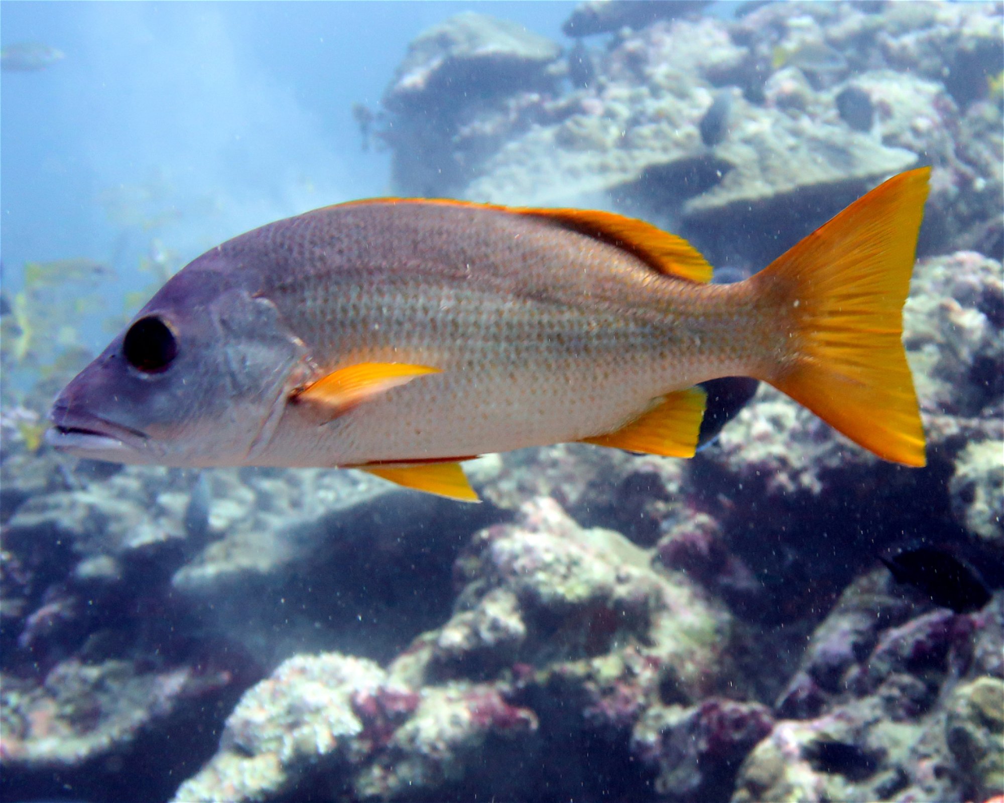 DivePoint Meedhupparu, 960 Meedhupparu