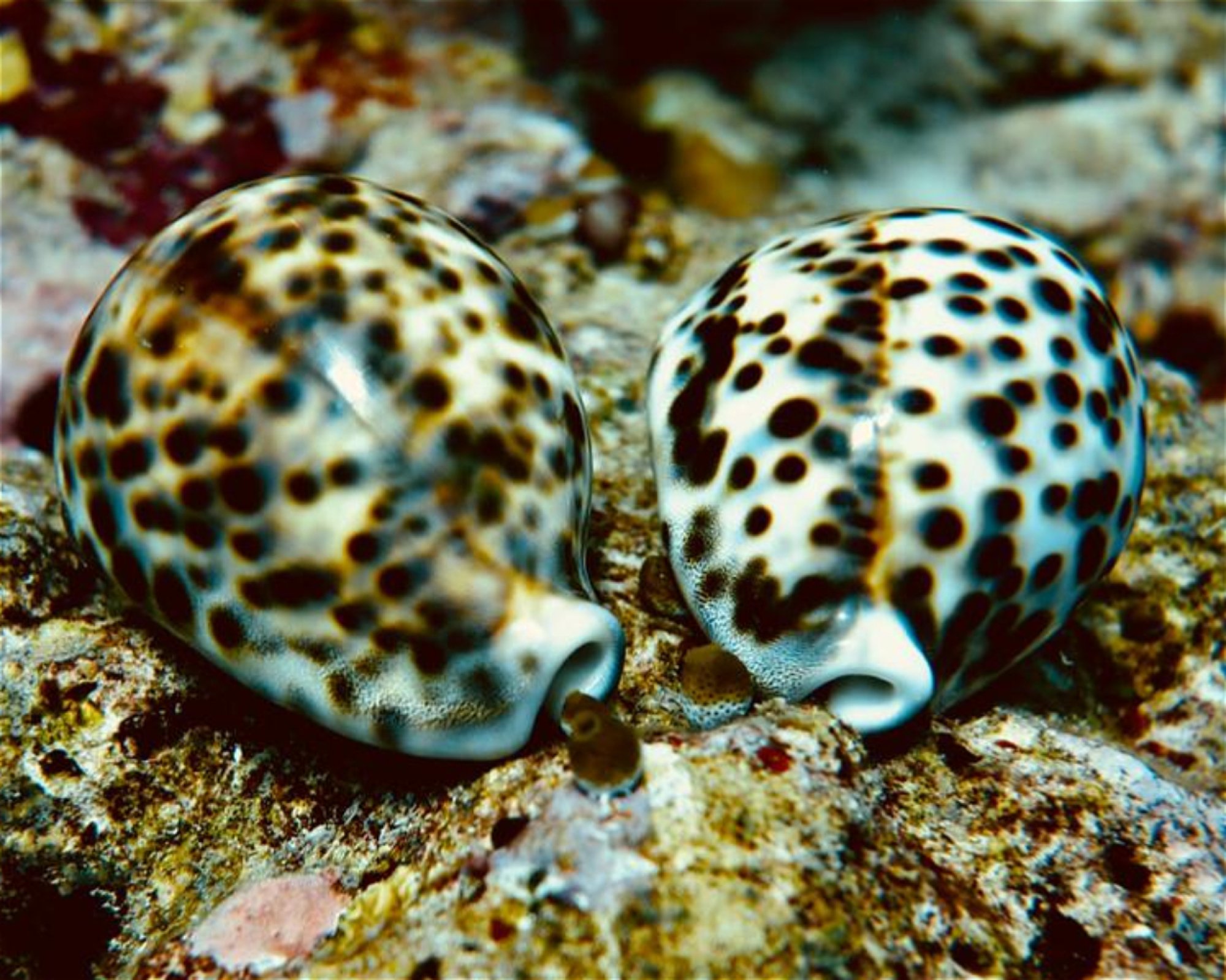 DivePoint Meedhupparu, 960 Meedhupparu