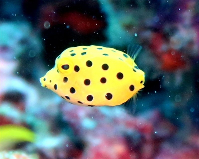 Divesite Image