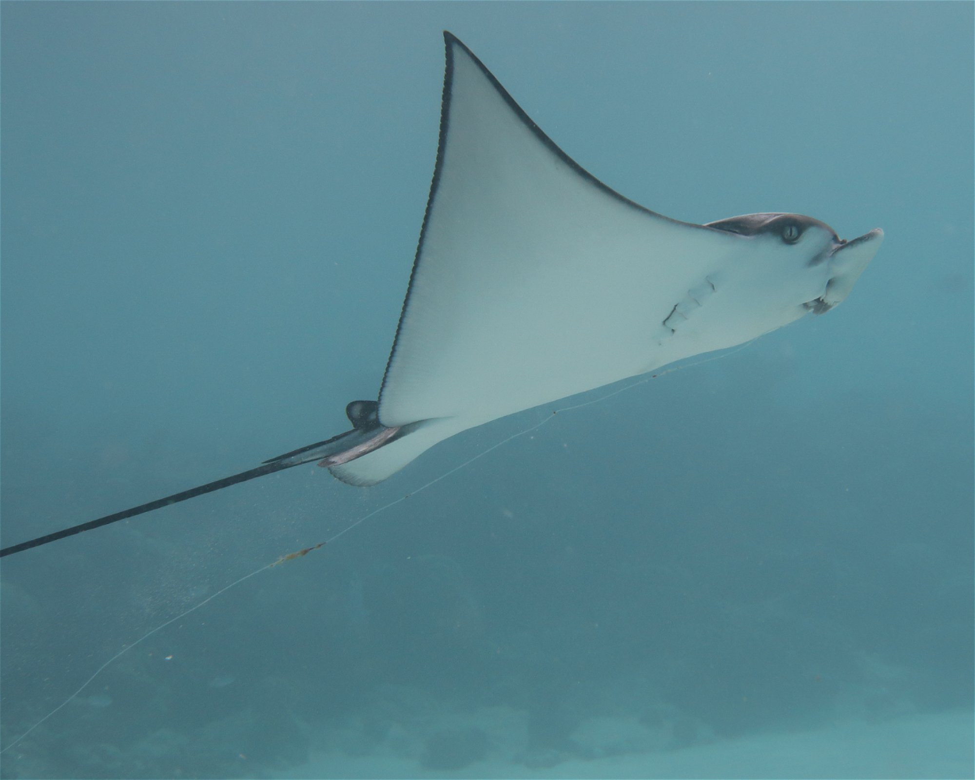 DivePoint Meedhupparu, 960 Meedhupparu