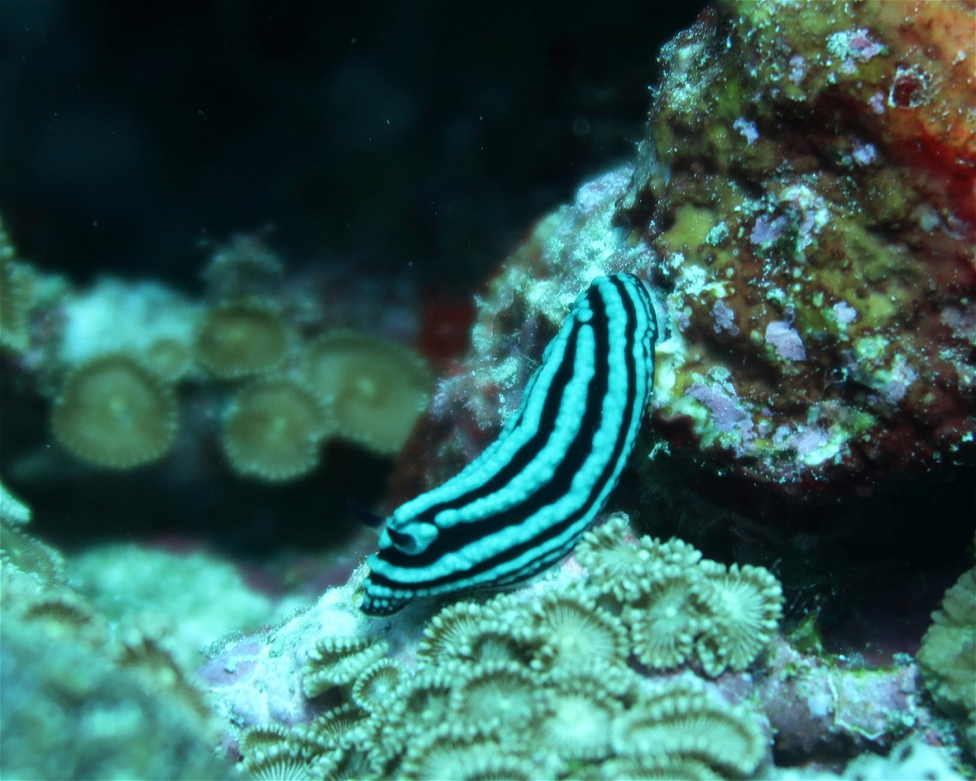 DivePoint Meedhupparu, 960 Meedhupparu