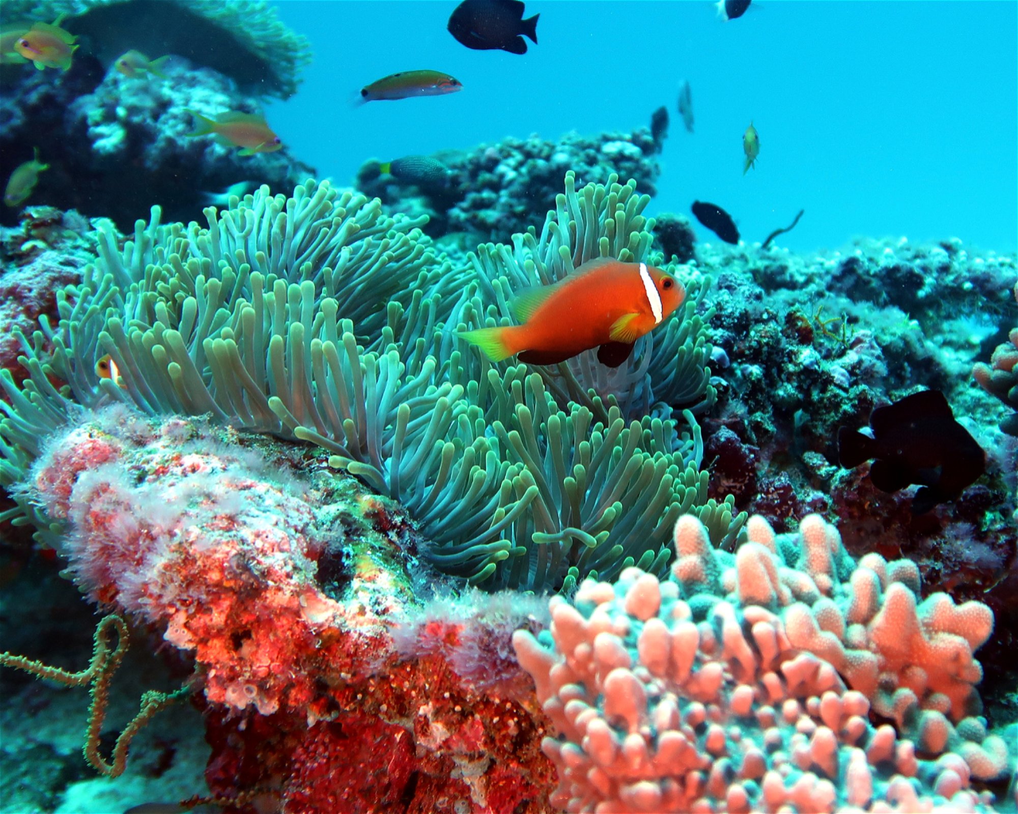 DivePoint Meedhupparu, 960 Meedhupparu