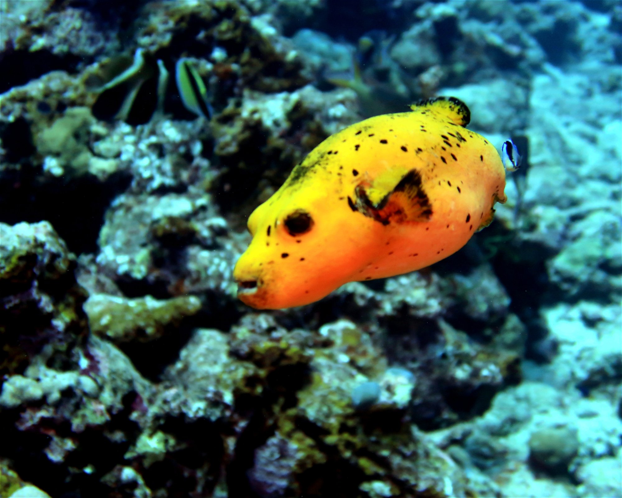 DivePoint Meedhupparu, 960 Meedhupparu