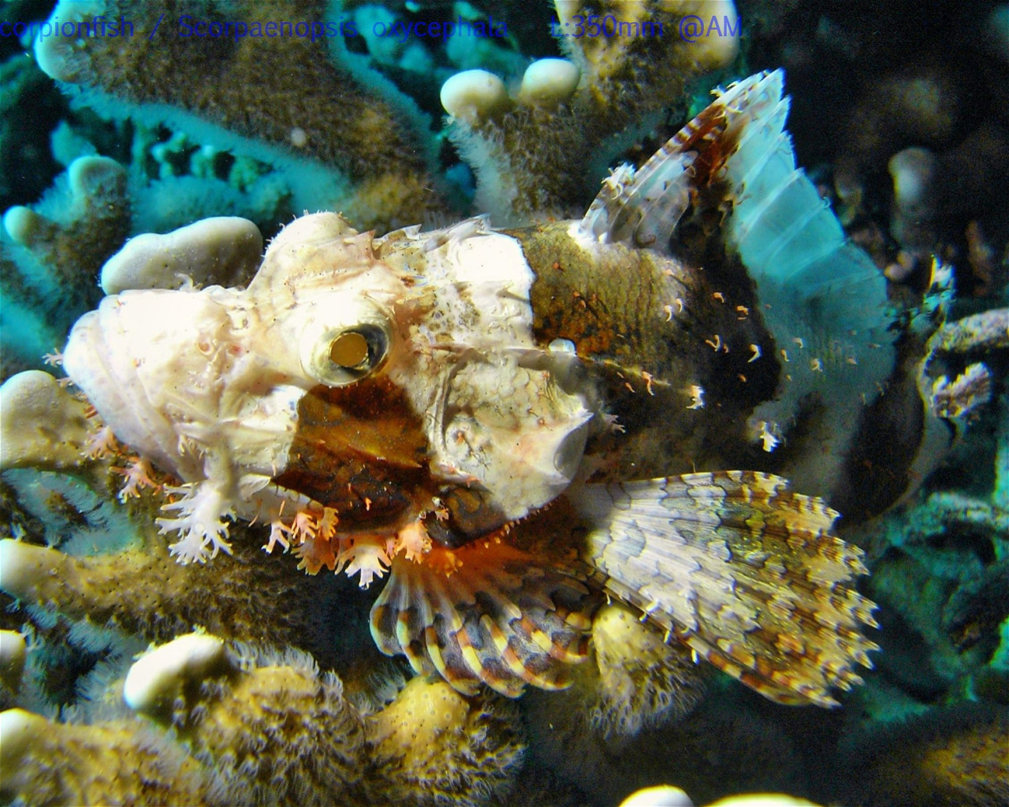 DivePoint Meedhupparu, 960 Meedhupparu