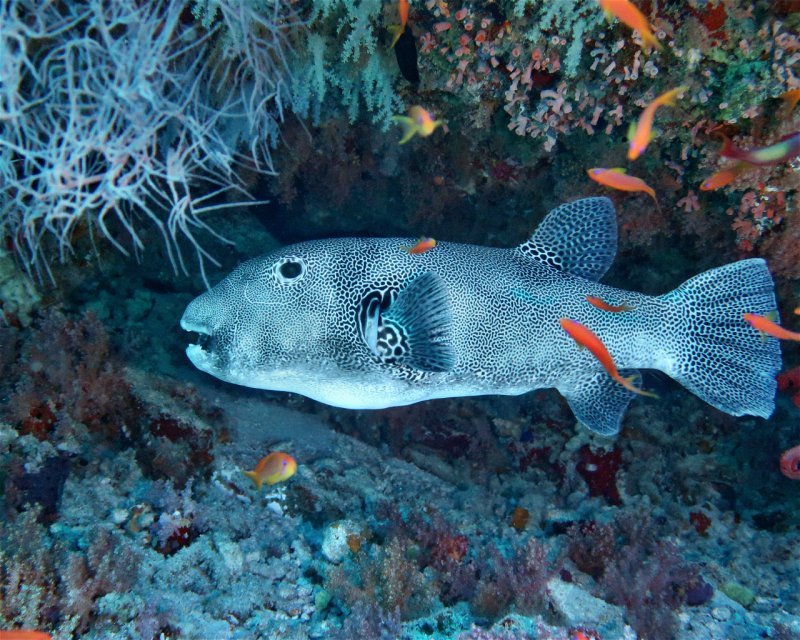 Divesite Image