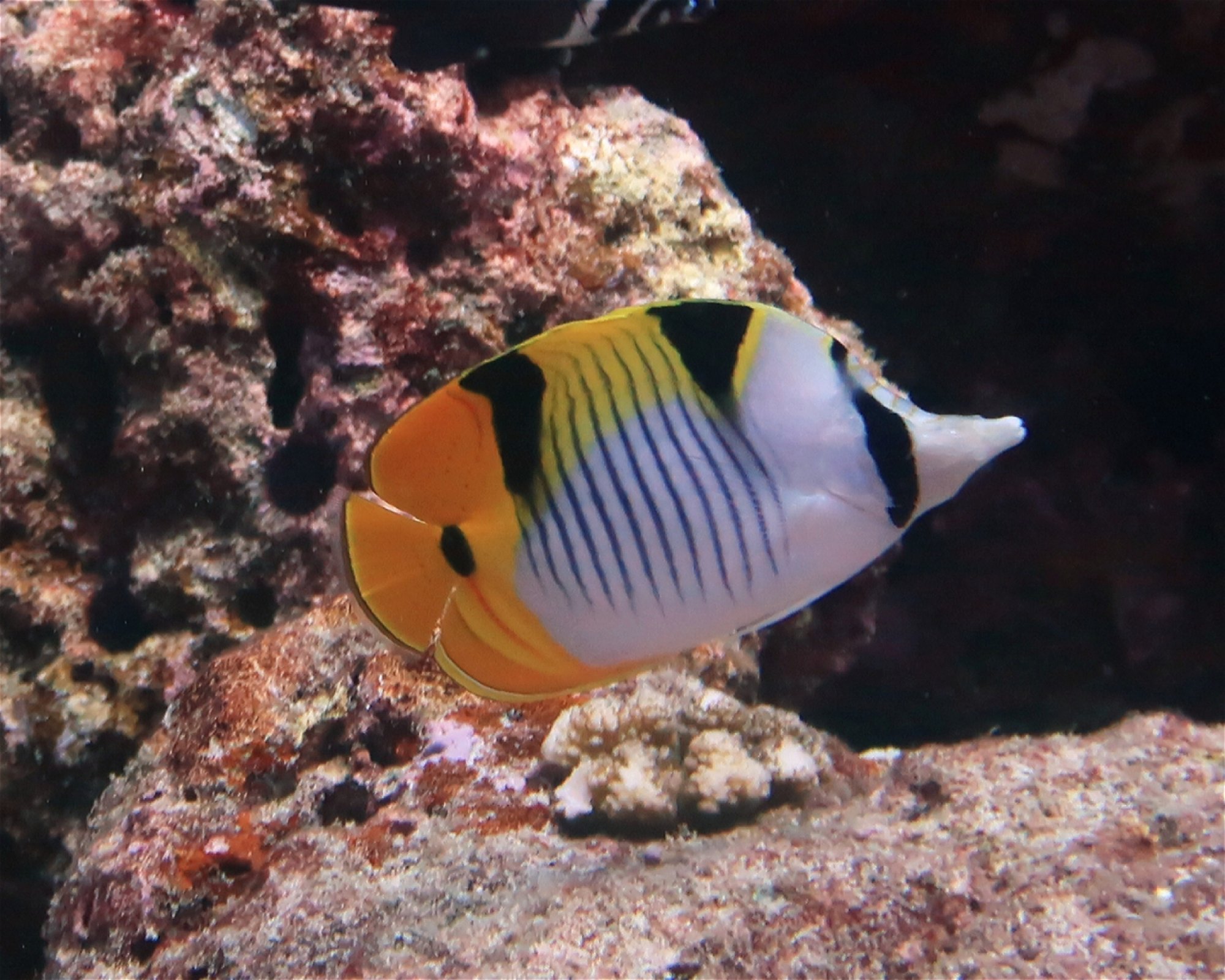 DivePoint Meedhupparu, 960 Meedhupparu