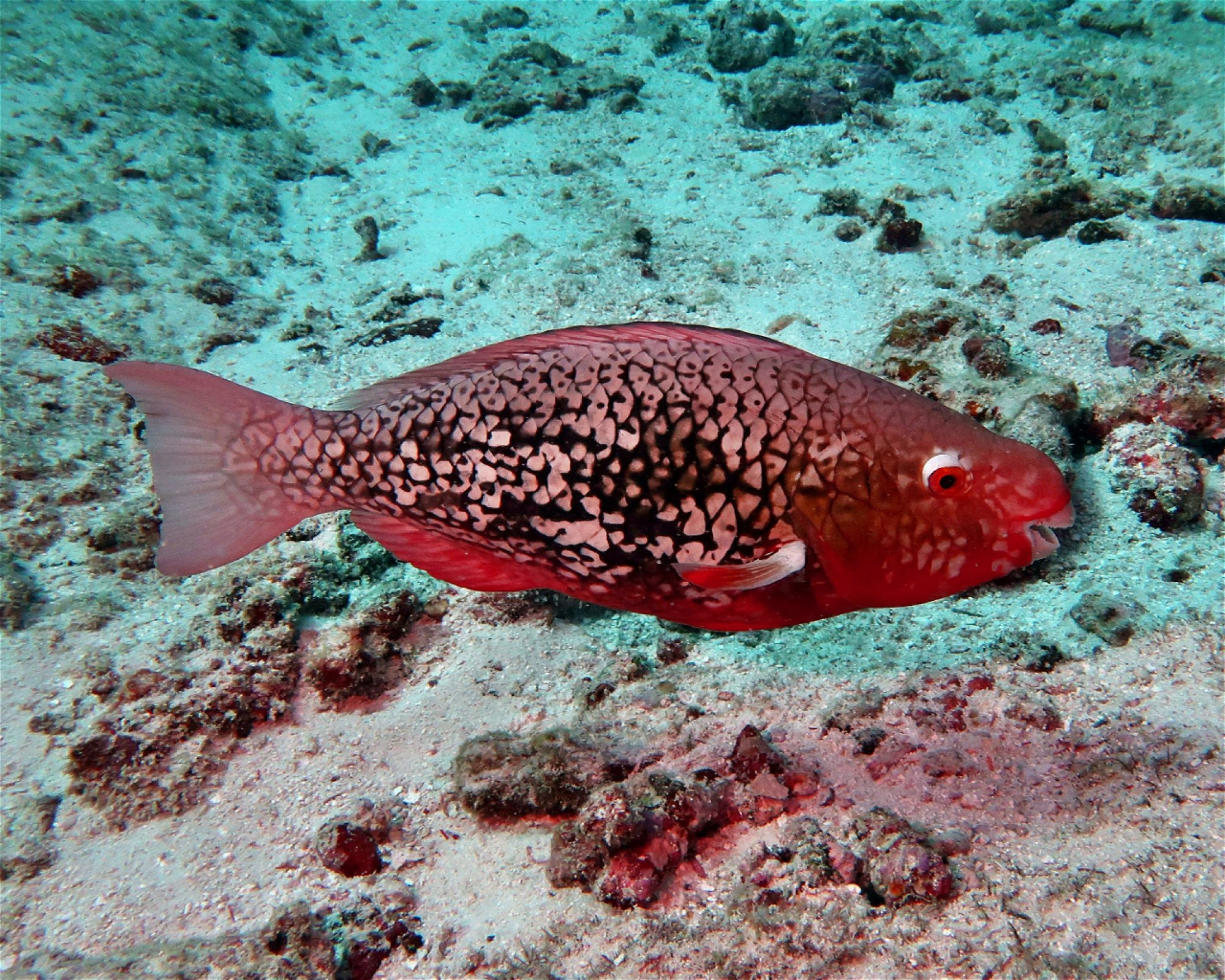 DivePoint Meedhupparu, 960 Meedhupparu