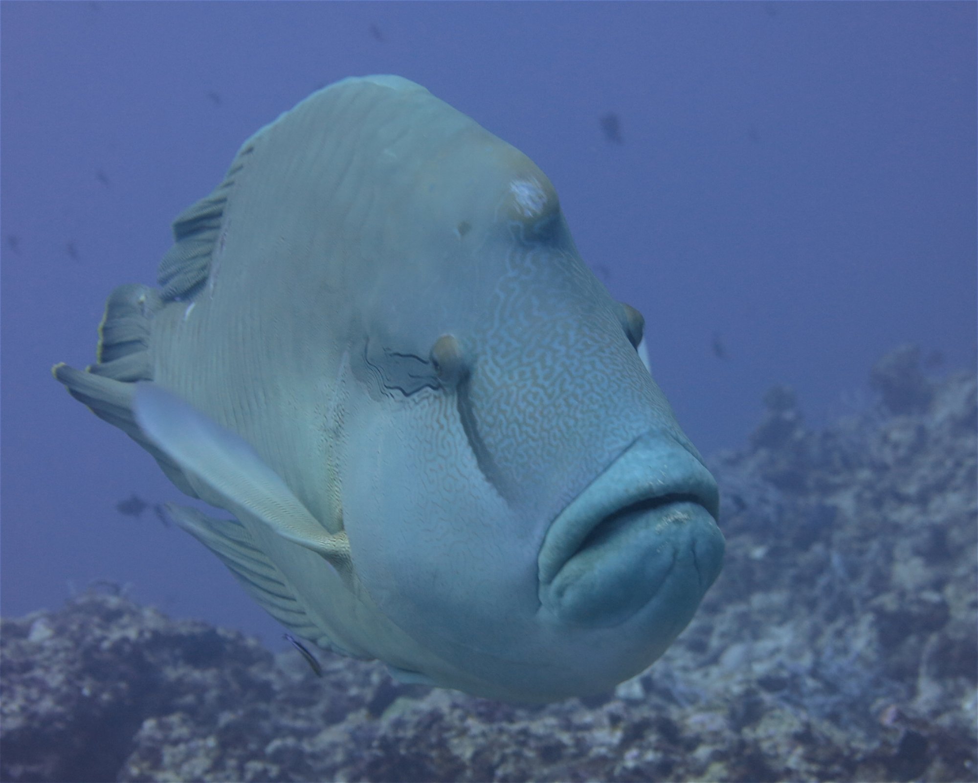 DivePoint Meedhupparu, 960 Meedhupparu